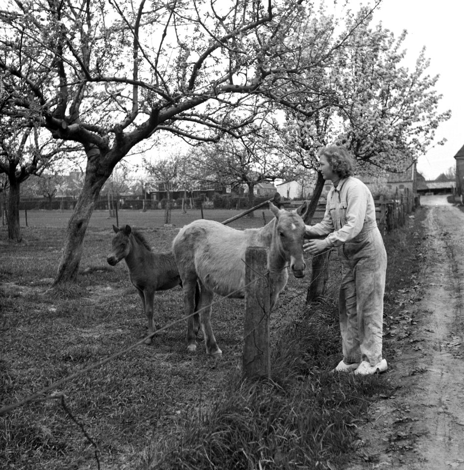 Jonge vrouw, in overal, met paarden, Bestanddeelnr 252-1960