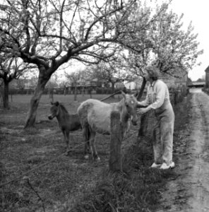 Jonge vrouw, in overal, met paarden, Bestanddeelnr 252-1960