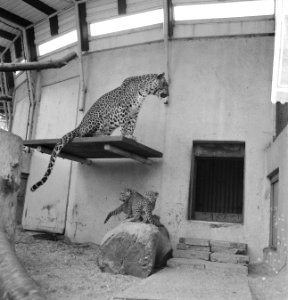 Jonge panter in Blijdorp, Bestanddeelnr 912-9871