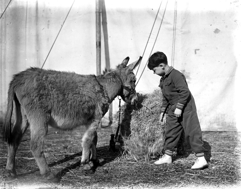 Jongetje met ezel Circus Mikkenie, Bestanddeelnr 903-0462