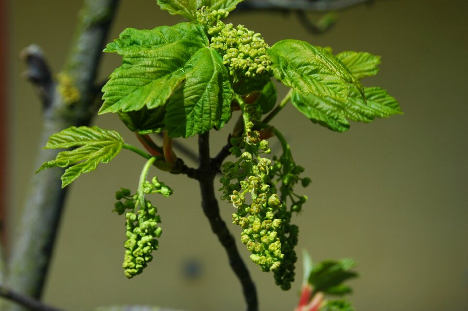 Leaves bud green