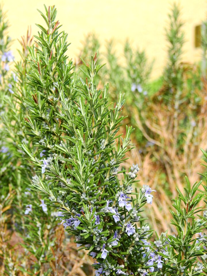 Herbs green food