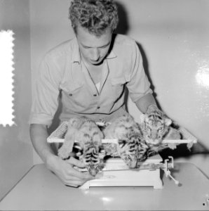 Jonge tijgers in Artis, Bestanddeelnr 916-7781