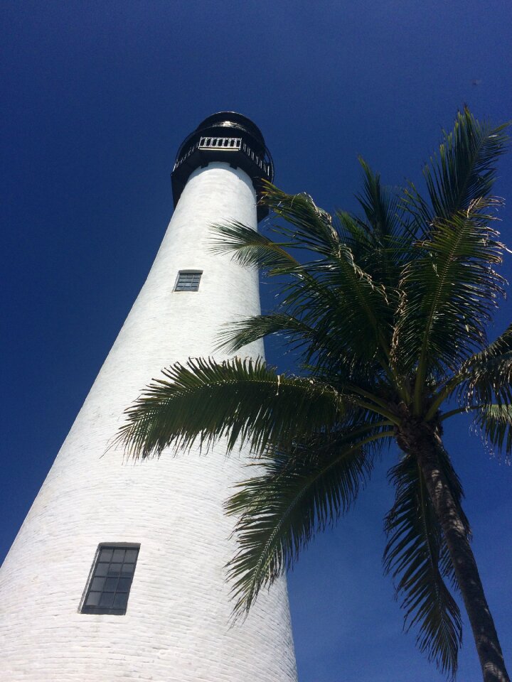 Palm sky blue