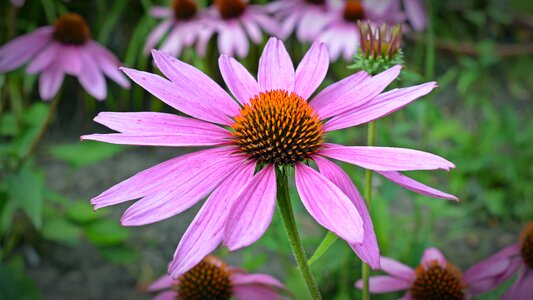 Flower tiresome bloom