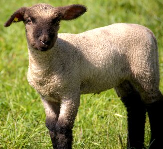 Lambs meadow animals