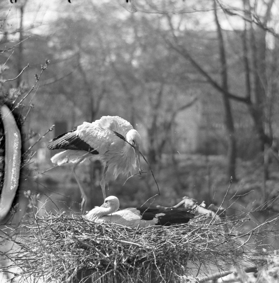 Jonge ooievaars in het Noordermeer, Bestanddeelnr 915-2820