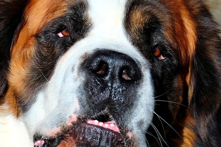 Head snout snow dog