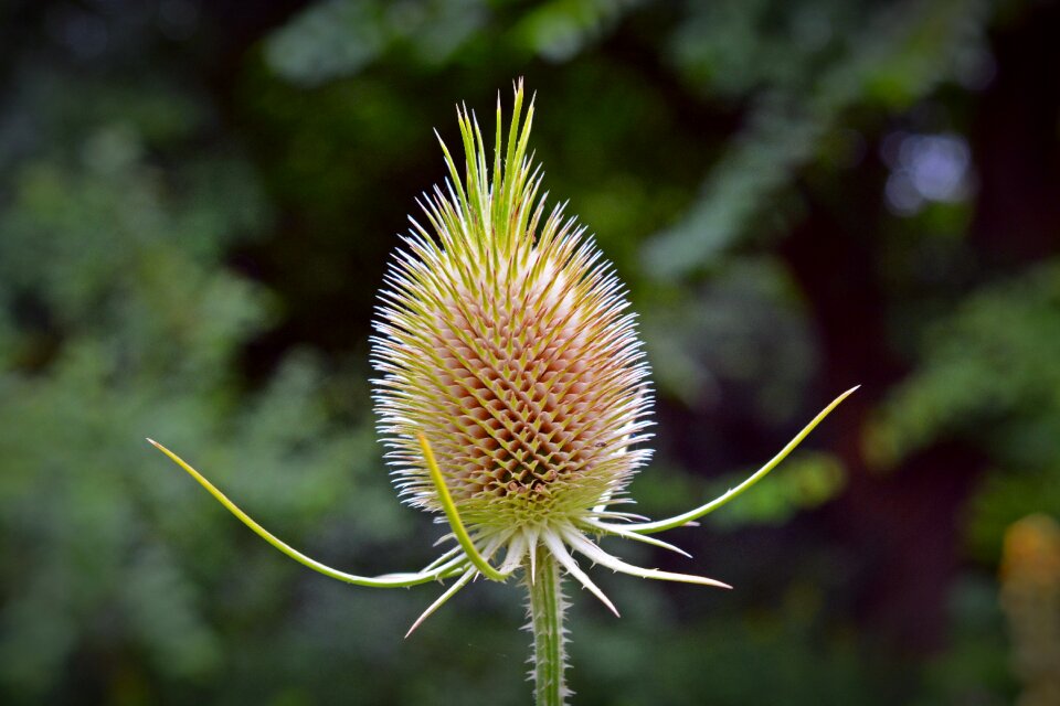 Prickly dipsacaceae nature