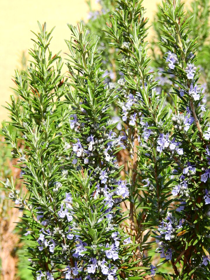Herbs green food