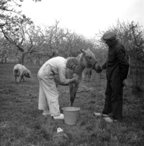 Jonge vrouw verzorgt een paard de boer kijkt toe, Bestanddeelnr 252-1978