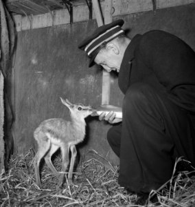 Jonge springbok, Bestanddeelnr 904-4386