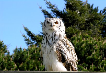 Predator majestic eyes