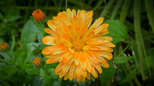 Flower yellow orange