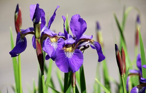 Purple flora plant
