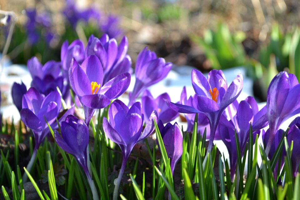 Garden purple meadow
