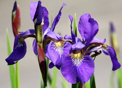Purple flora plant photo