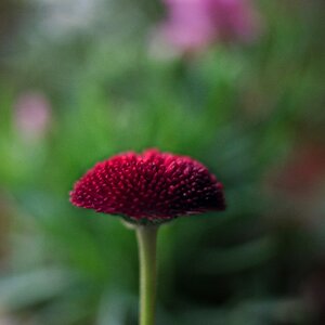 Garden plant macro
