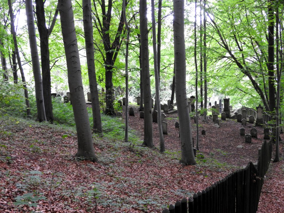 Jewish cemetery Bleicherode 3