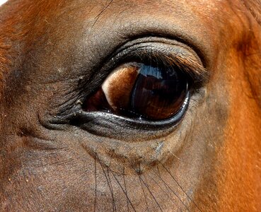 œil eyelashes look