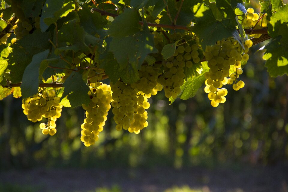 Vineyard autumn agriculture