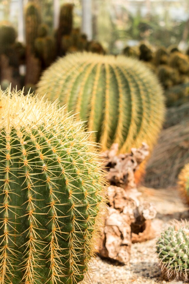 Desert plant spur