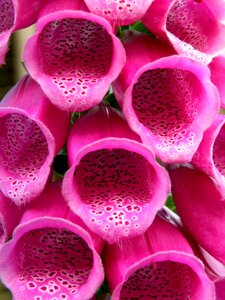 Digitalis purpurea flowers inflorescence photo