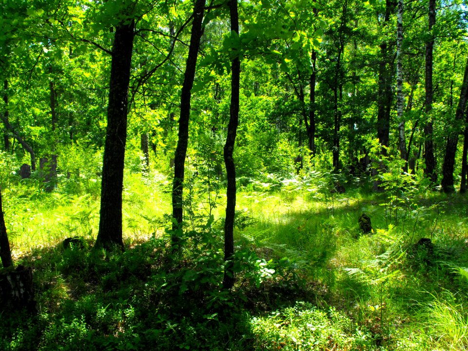 Jewish cemeteries in Lenin (Zhytkavichy district) 1s
