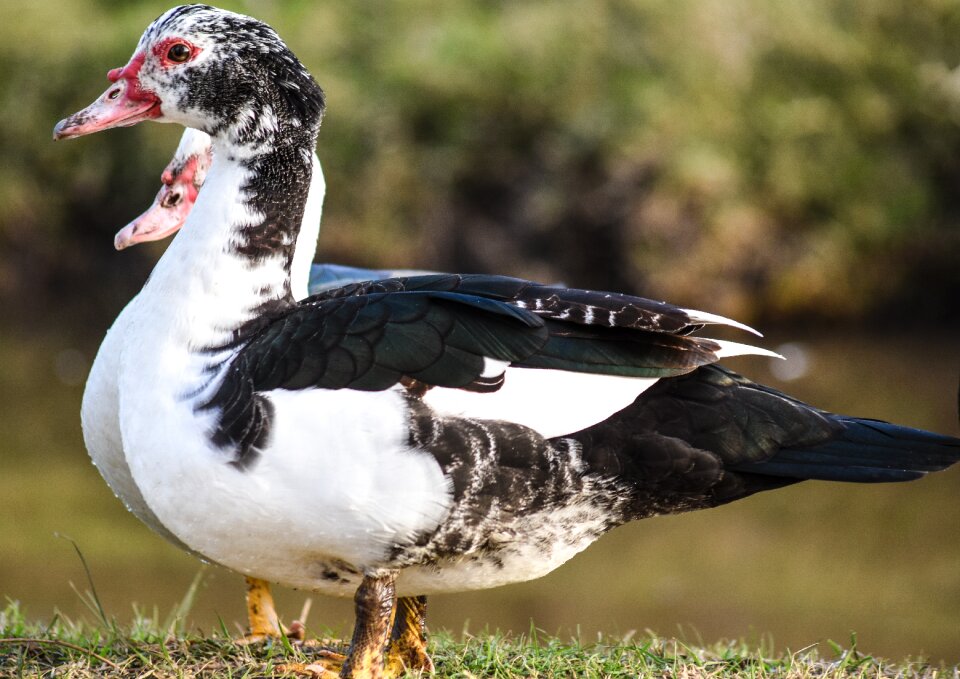 Ave waterfowl fauna
