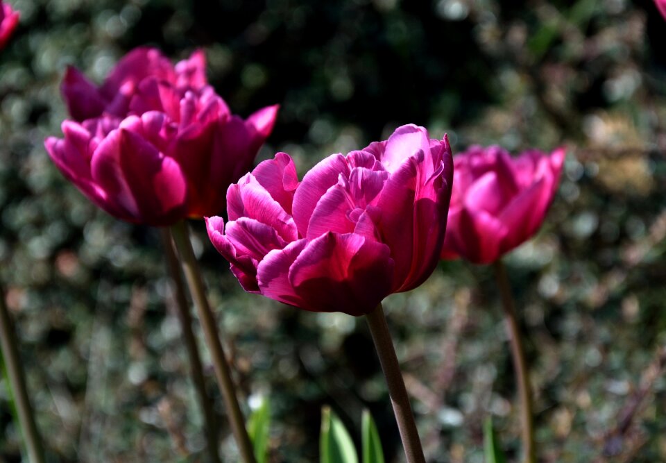 Violet outdoor close up