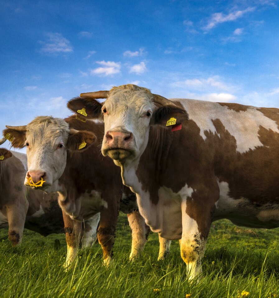 Animal nature pasture