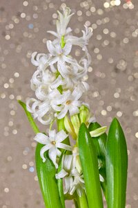 Spring bokeh aroma