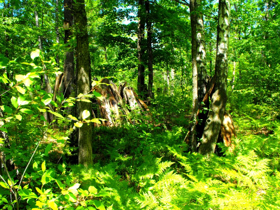 Jewish cemeteries in Lenin (Zhytkavichy district) 1n