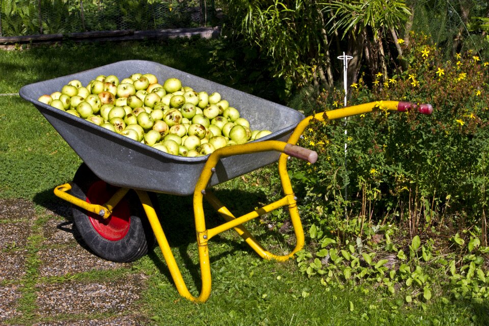 Harvest gardening fruit