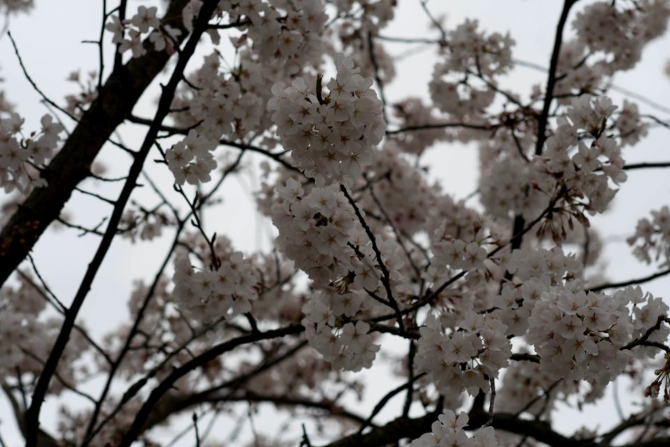 Jim West Central Church Collierville Tn Trees Blooming (251212995)