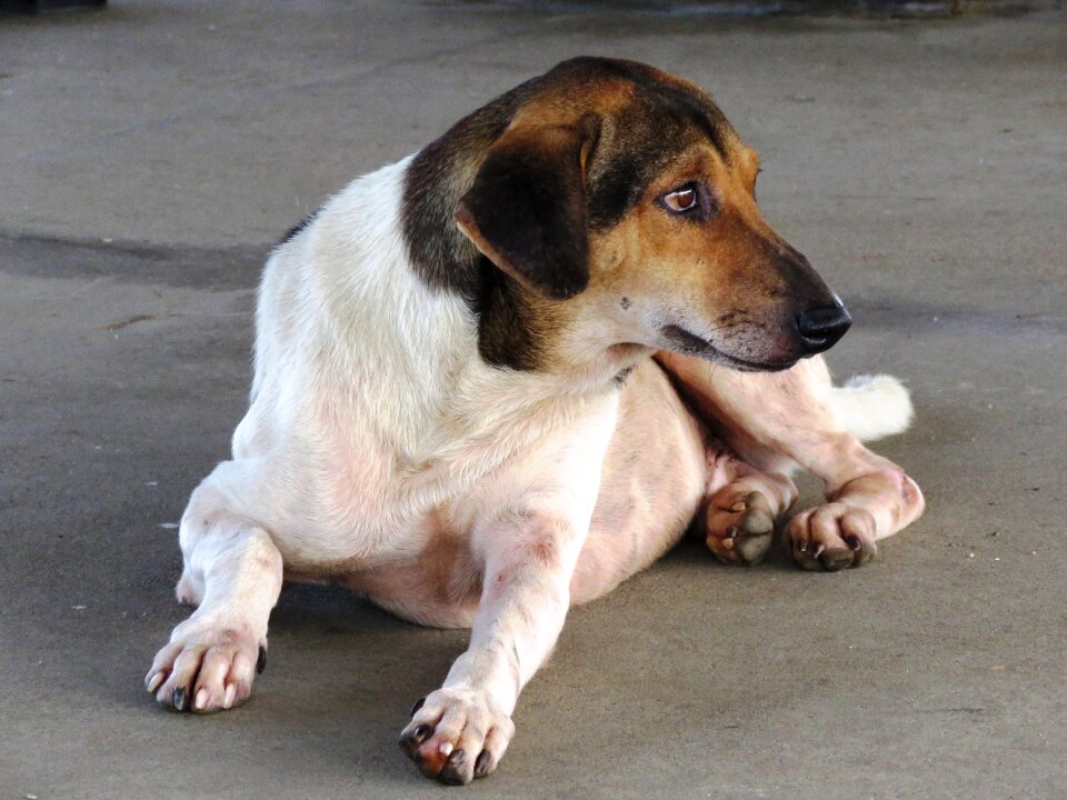Dog animal cute