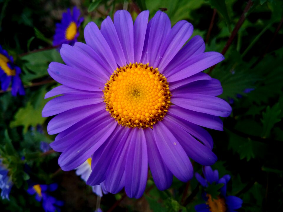 Plants flower nature