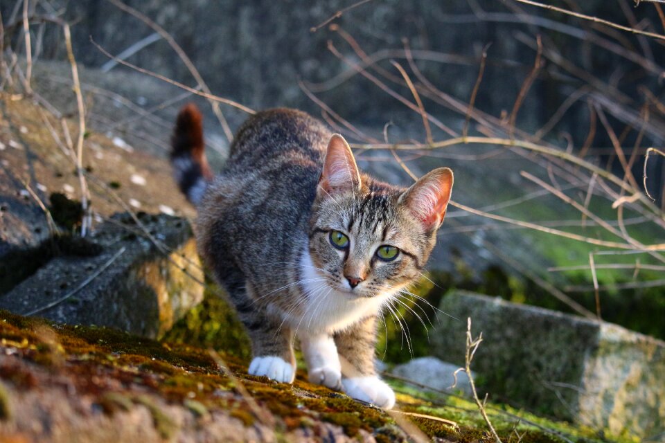 Young cat domestic cat mackerel