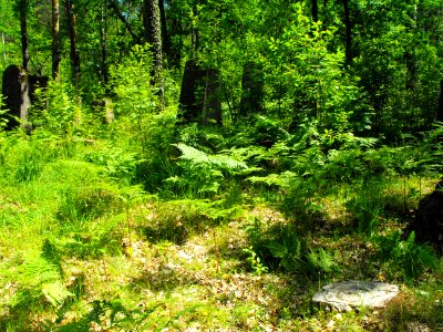 Jewish cemeteries in Lenin (Zhytkavichy district) 1r