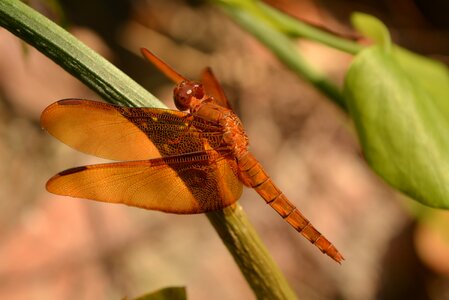 Dragonfly braun insect