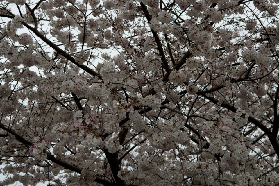 Jim West Central Church Collierville Tn Trees Blooming (251212969)