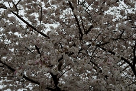 Jim West Central Church Collierville Tn Trees Blooming (251212969)