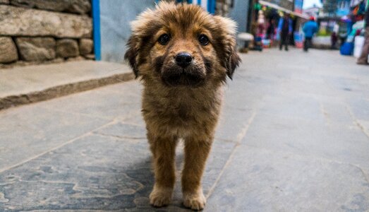Street dog canine animal photo