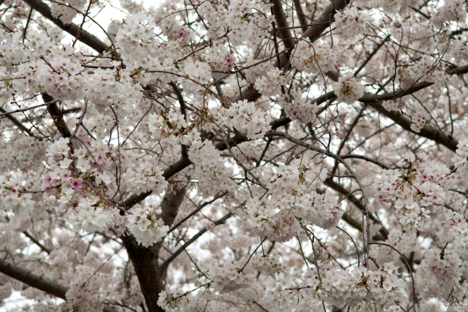 Jim West Central Church Collierville Tn Trees Blooming (251212977)