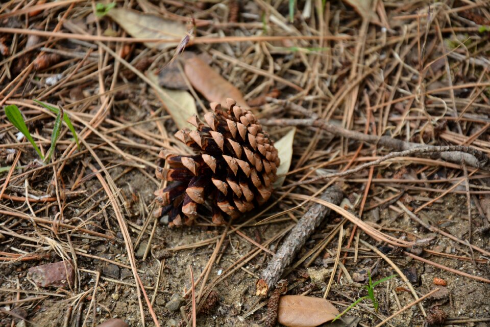 Cone pine needles nature