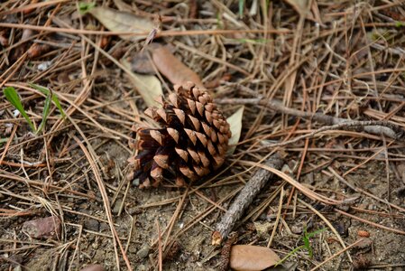 Cone pine needles nature