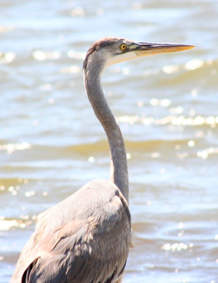 Head looking wildlife