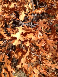 Fall foliage tree