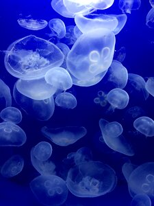 Sea ​​animals scyphozoa meditative photo