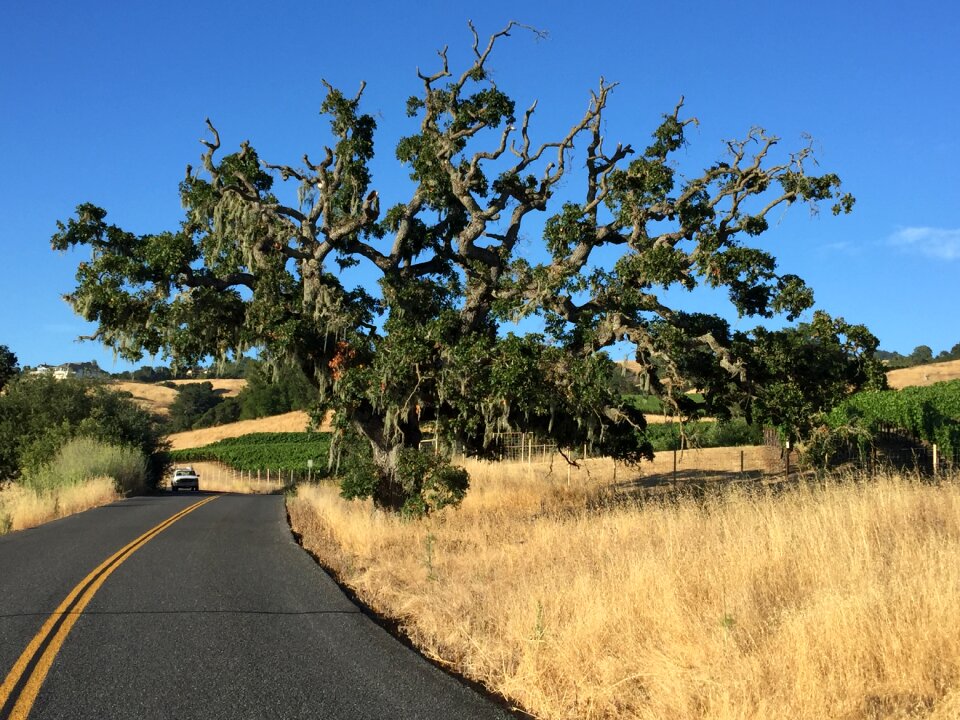 Tree sonoma california